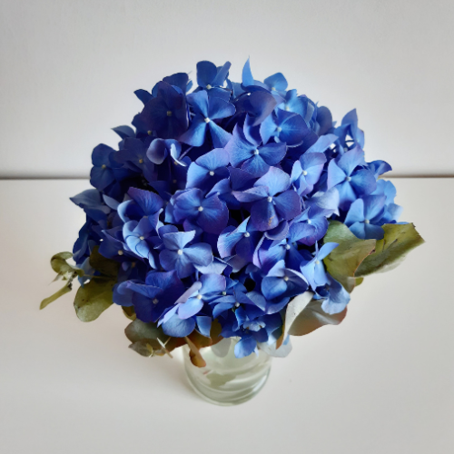 deep blue hydrangeas in small clear glass vase