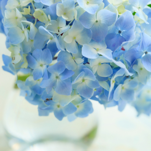 blue hydrangea flowers in round clear glass vase