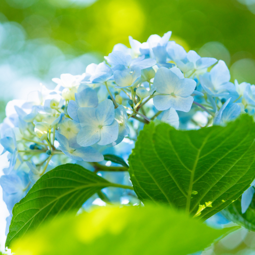 blue hydrangea flowers and and green leaves