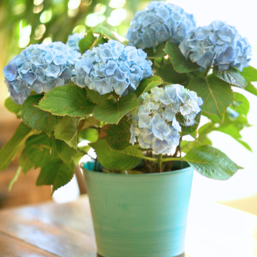 blue hydrangeas in aqua pot