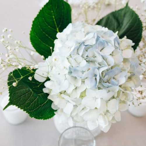 light blue and white hydrangea in vase with green leaves on table